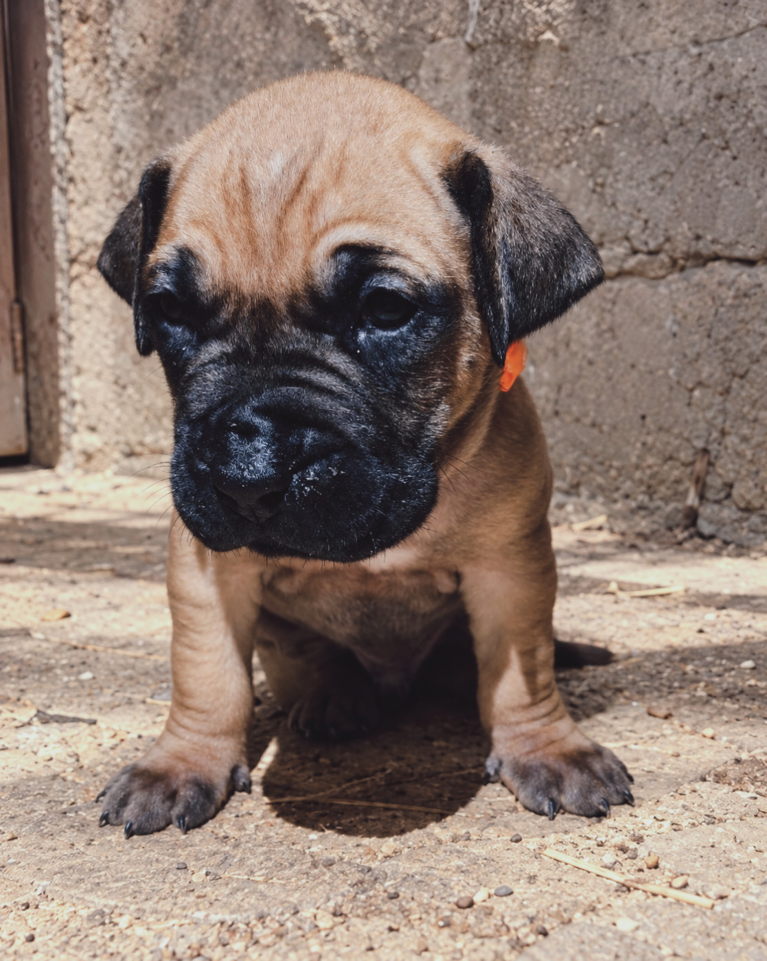 Cynthia Diaz - Chiots disponibles - Presa canario