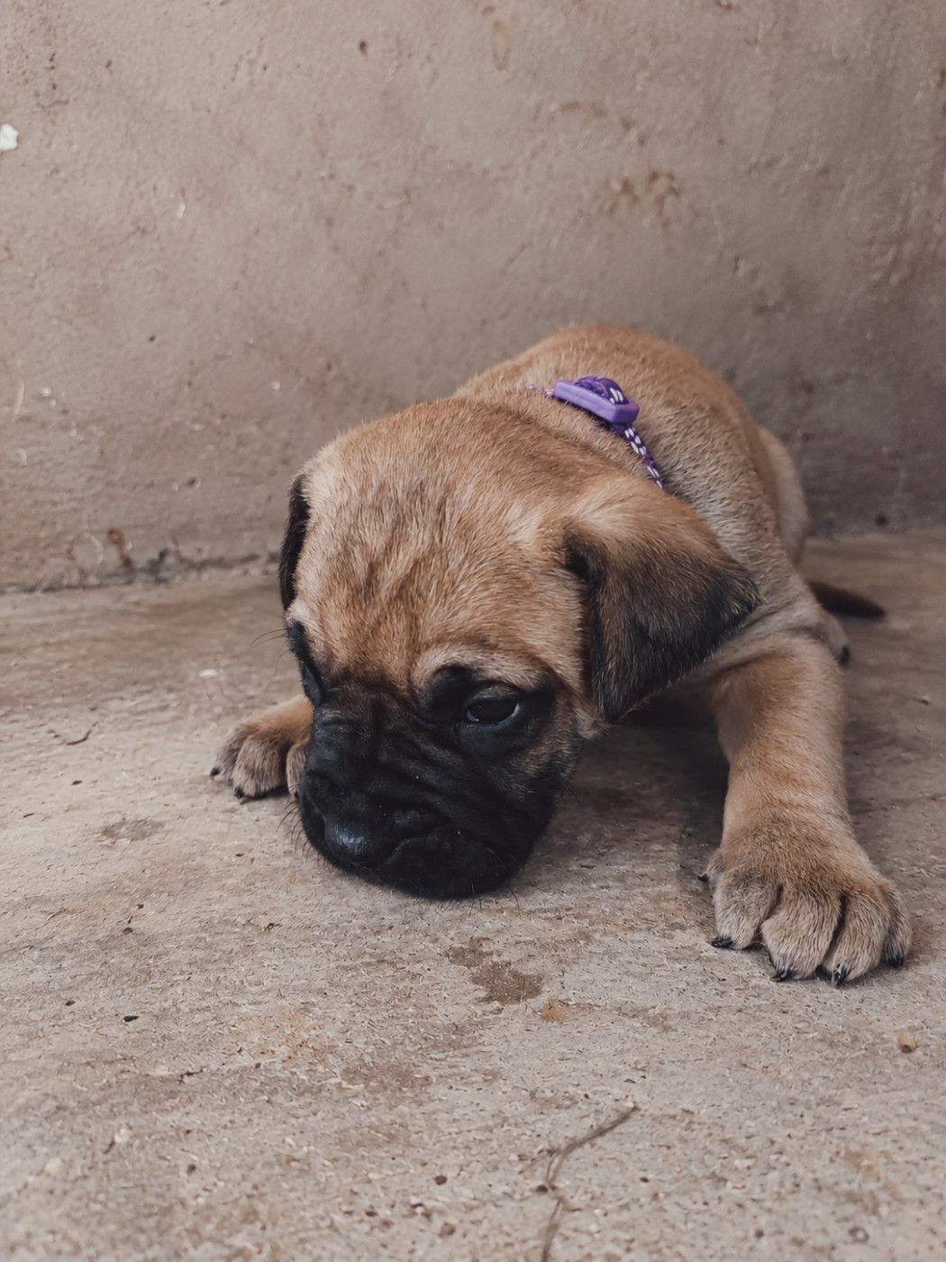 Cynthia Diaz - Chiots disponibles - Presa canario