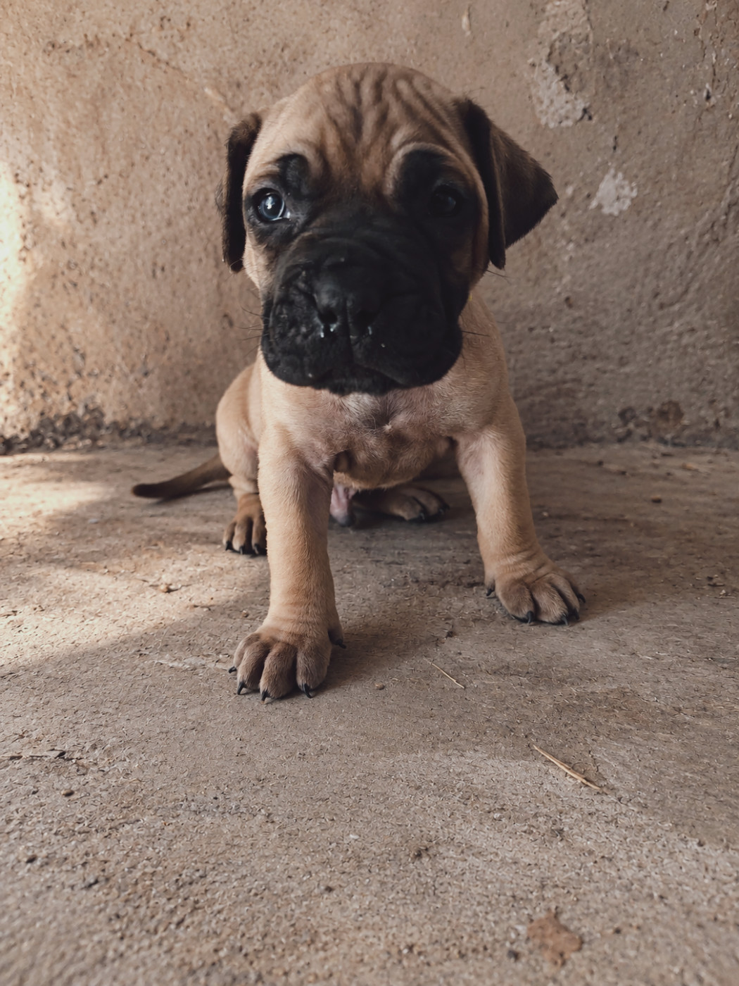 Cynthia Diaz - Chiots disponibles - Presa canario