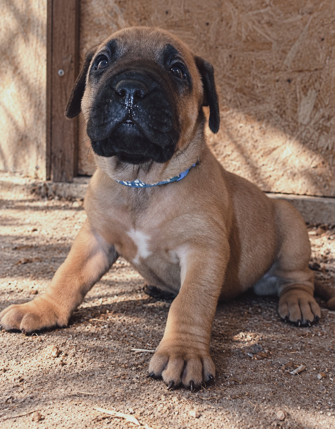 Cynthia Diaz - Chiots disponibles - Presa canario